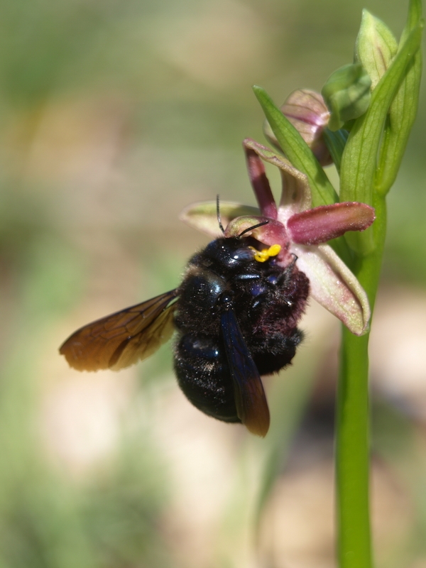 Xylocopa .....quale....?  Xylocopa valga  (Apidae)